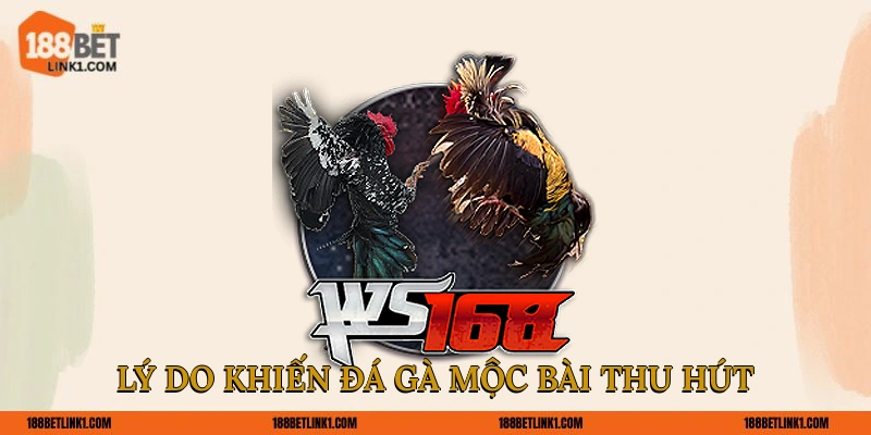 Đá Gà Mộc Bài 188BET Dễ Thắng Cho Tân Thủ Tham Khảo Lý do khiến đá gà Mộc Bài thu hút
